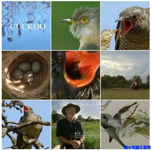 BBC纪录片：布谷鸟 BBC Natural World：Cuckoo.2009 字幕下载