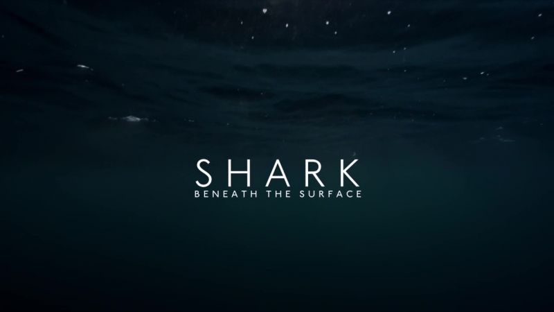 鲨鱼：在表面之下 BBC: Shark: Beneath the Surface.2015 字幕下载