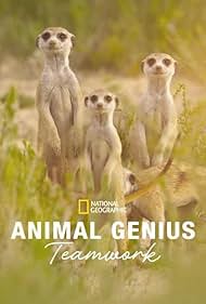 Animal Genius .2024 字幕下载