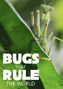 Bugs That Rule the World .2025 字幕下载