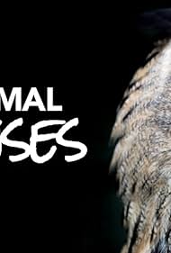 Animal Senses .2017 字幕下载