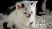 地平线系列：猫咪观察 Cat Watch 2014: The New Horizon Experiment.2014 字幕下载