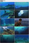 国家地理：神秘鲨鱼穴 National.Geographic.Secret.Shark.Pit.2010 字幕下载