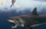 鲨鱼冒险家：首次出击 Expedition Great White: First Bites.2010 字幕下载