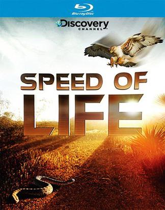 探索频道：生命的速度 Discovery Channel ：Speed of Life.2010 字幕下载