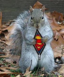 超级松鼠 Natural World: The Super Squirrels.2018 字幕下载