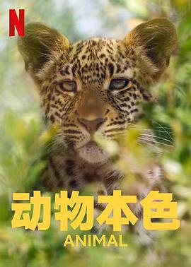 动物本色 第一季 Animal Season 1.2021 字幕下载