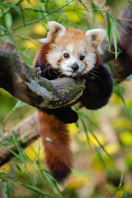 Red Panda: World's Cutest Animal .2017 字幕下载