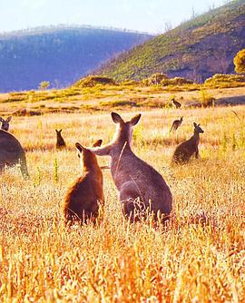 袋鼠谷 Kangaroo Valley.2022 字幕下载