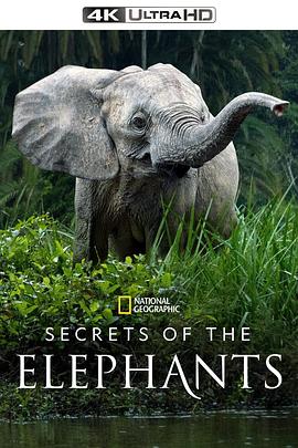 大象的秘密 第一季 Secrets of the Elephants Season 1.2023 字幕下载