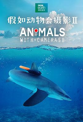 假如动物会摄影 II Animals with Cameras II.2022 字幕下载