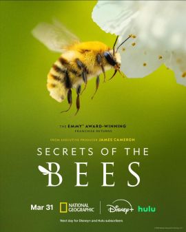 蜜蜂的秘密 Secrets of the Bees.2026 字幕下载