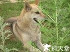 国家地理.动物天才.狗 national.geographic.brilliant.beasts.dog.genius.0 字幕下载