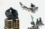 国家地理：动物天才之鸽子 Brilliant Beasts Pigeon Genius (National Geographic).2008 字幕下载